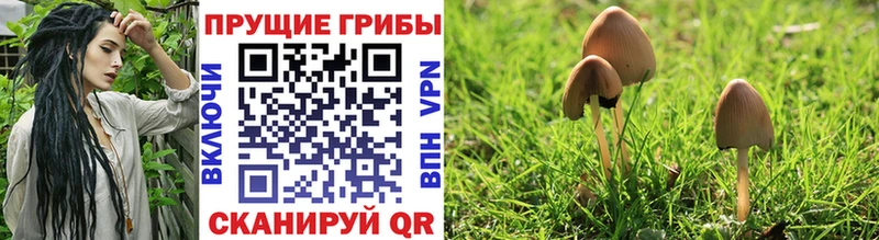 где продают наркотики  Динская  hydra маркетплейс  Псилоцибиновые грибы Psilocybe 
